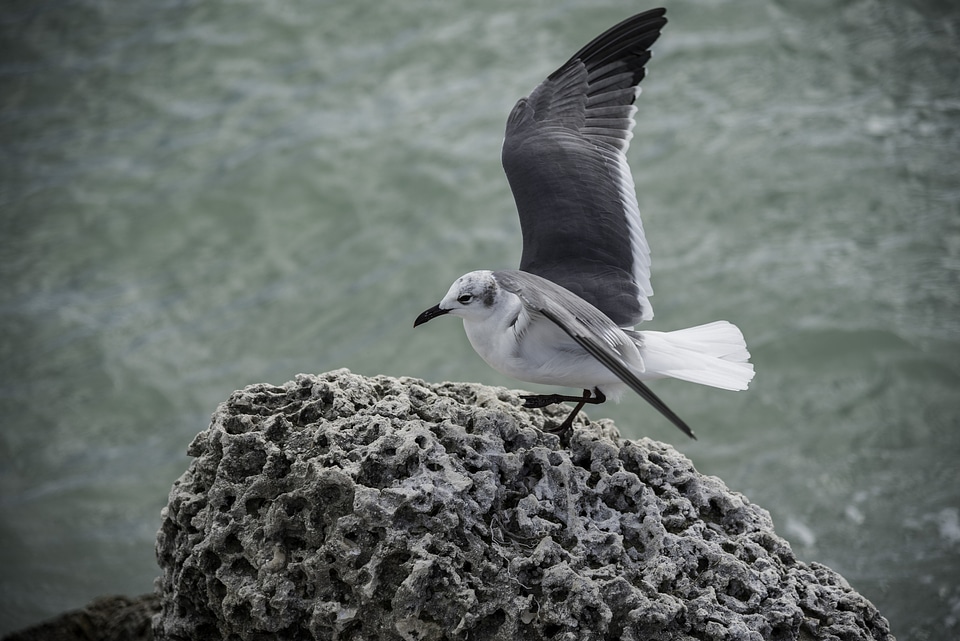 Blackback Gull Landing on a rock at Bahia Honda State Park