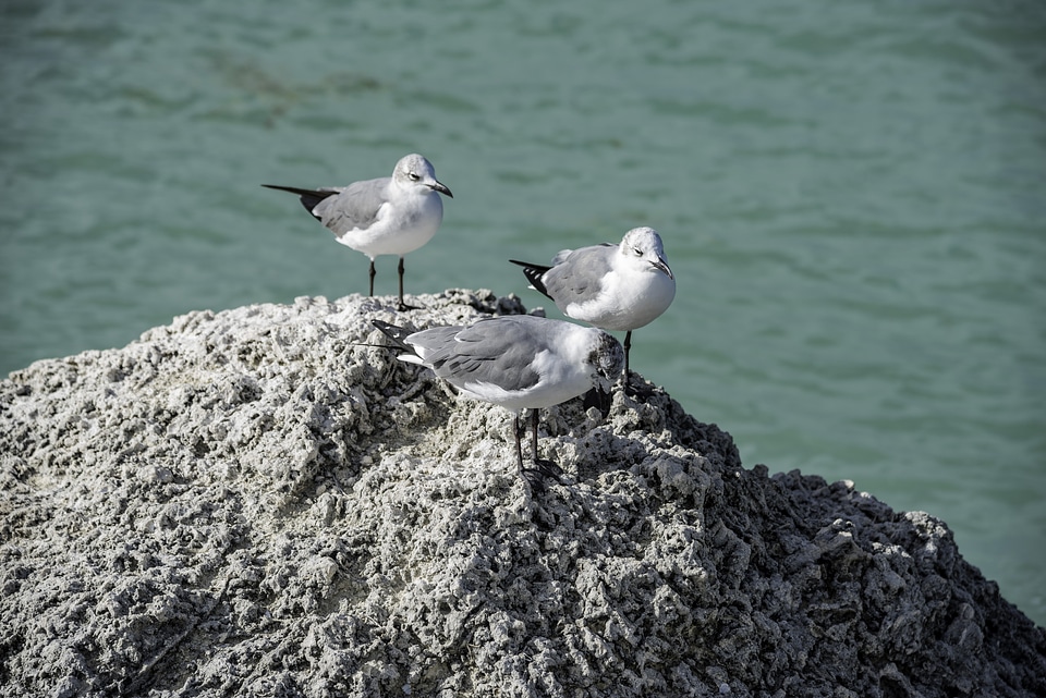 Seagulls standing on the rock at Bahia Honda State Park