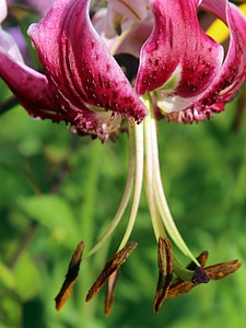 Flower blossom bloom photo