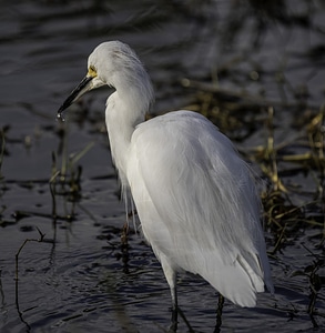 White Egret standing in water