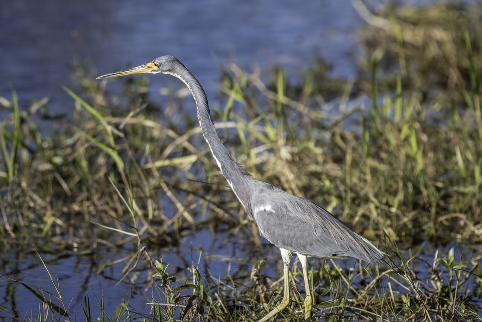 Grey Heron at the Water's Edge