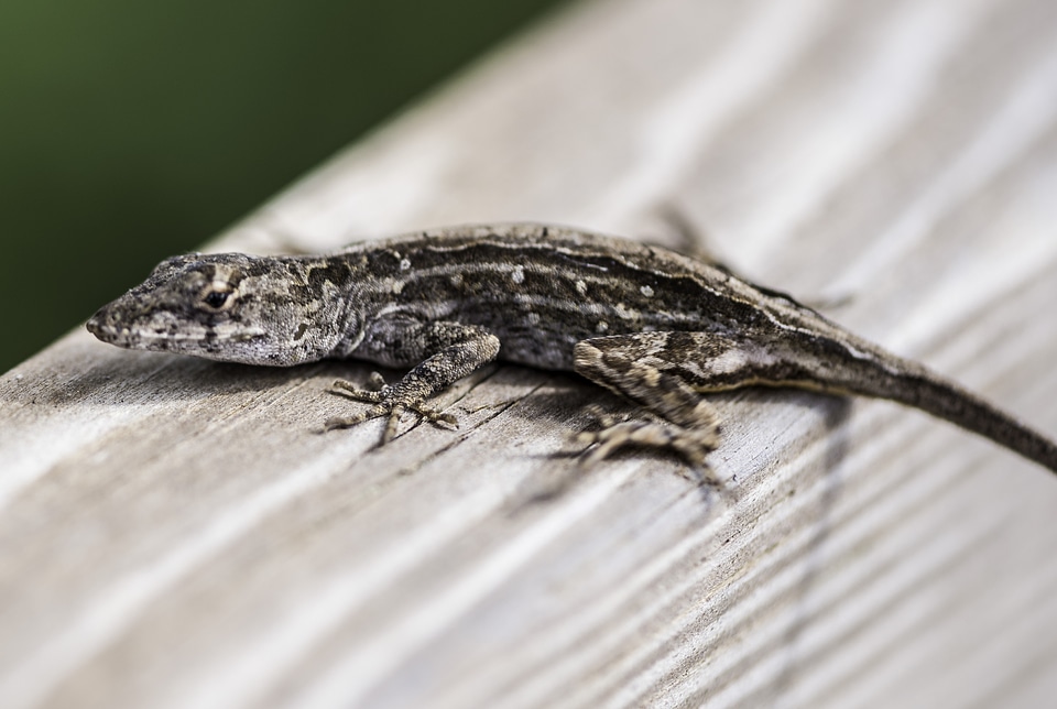 Small Lizard on the wood railing
