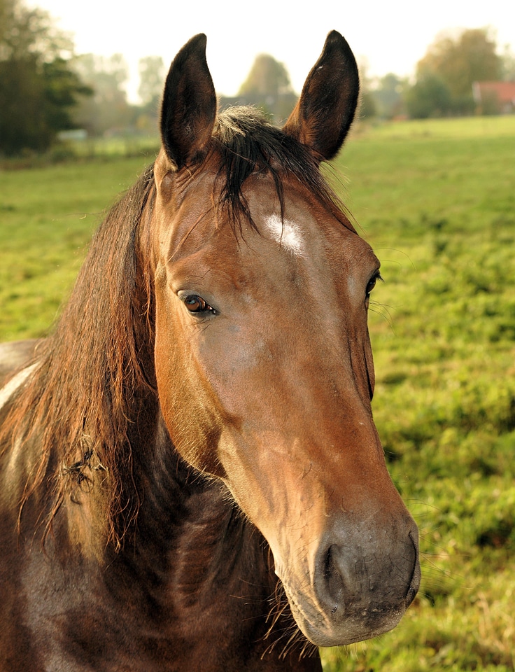 Equestrian pasture horse head