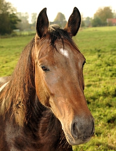 Equestrian pasture horse head photo
