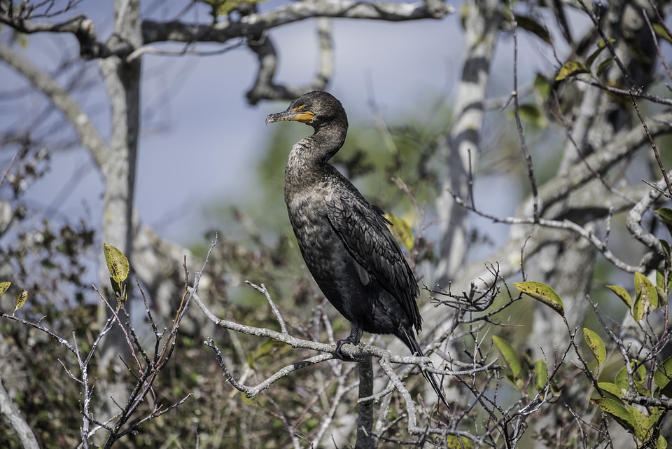 Anhinga Standing on Tree