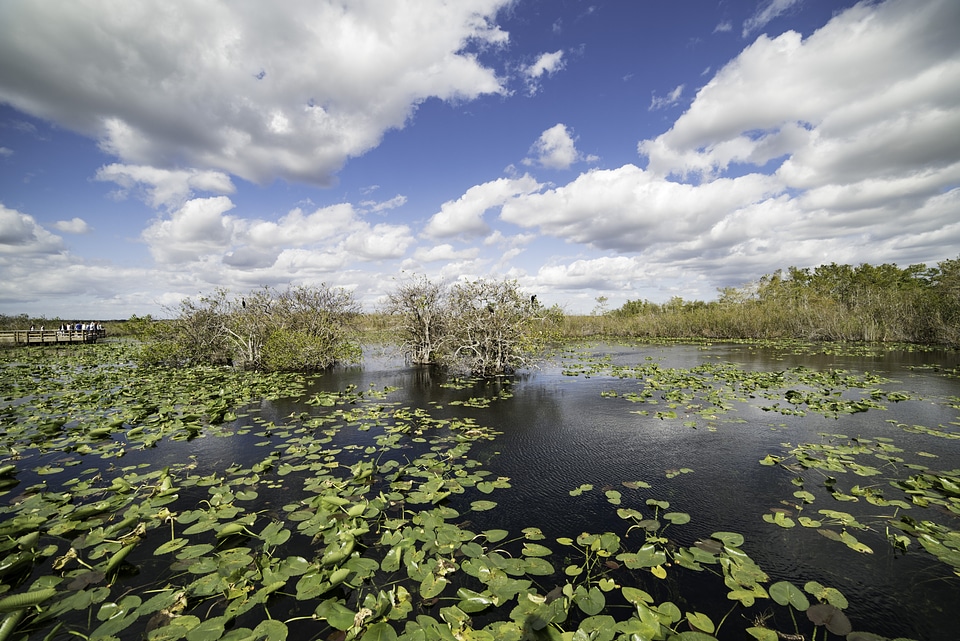 Clouds over the Swamp on the Anhinga Trail