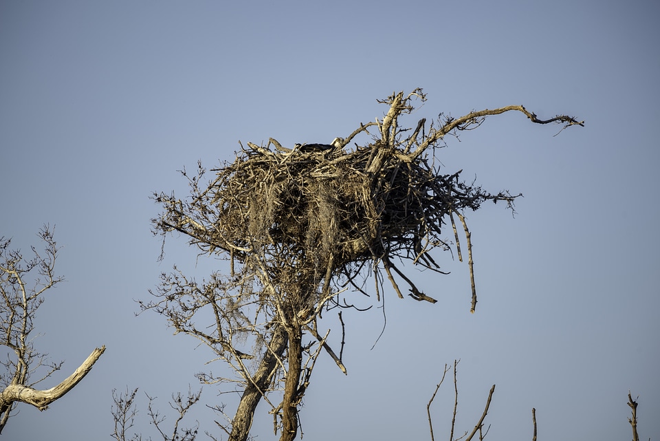 Large Bird Nest in Everglades National Park