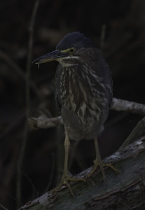 Heron in the Woods