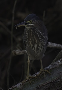 Heron in the Woods photo