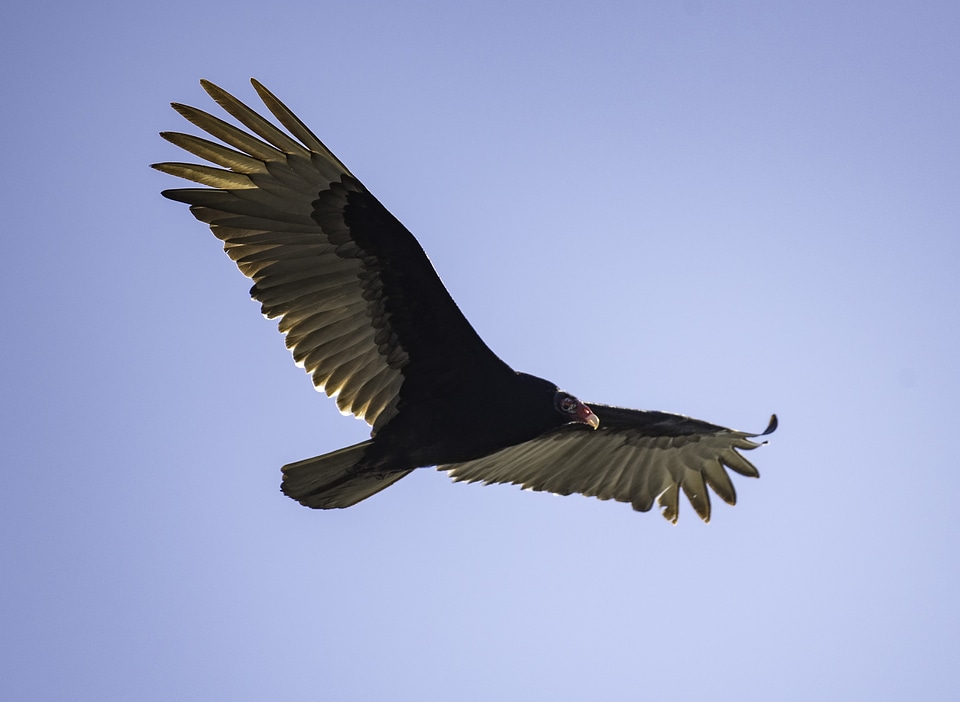 Vulture in flight in full Wingspan
