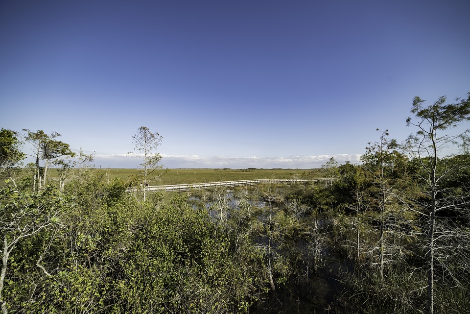 Walkway and landscape in Everglades National Park