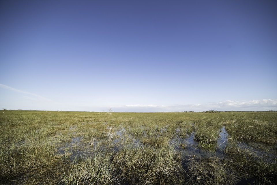 Landscape of the Marsh at Everglades National Park