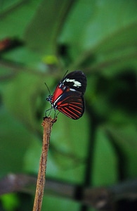 Insect elymnias hypermnestra nature