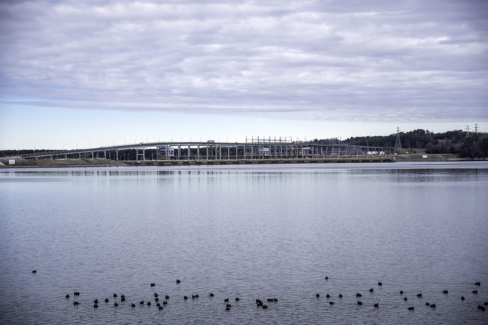 Loons in Pickwick Lake