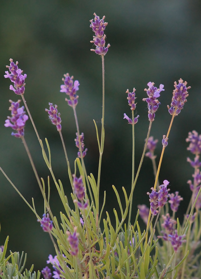 Lavender purple flower