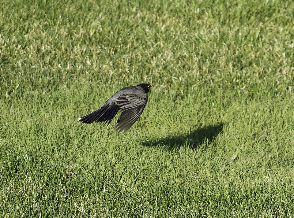 Robin in Flight photo