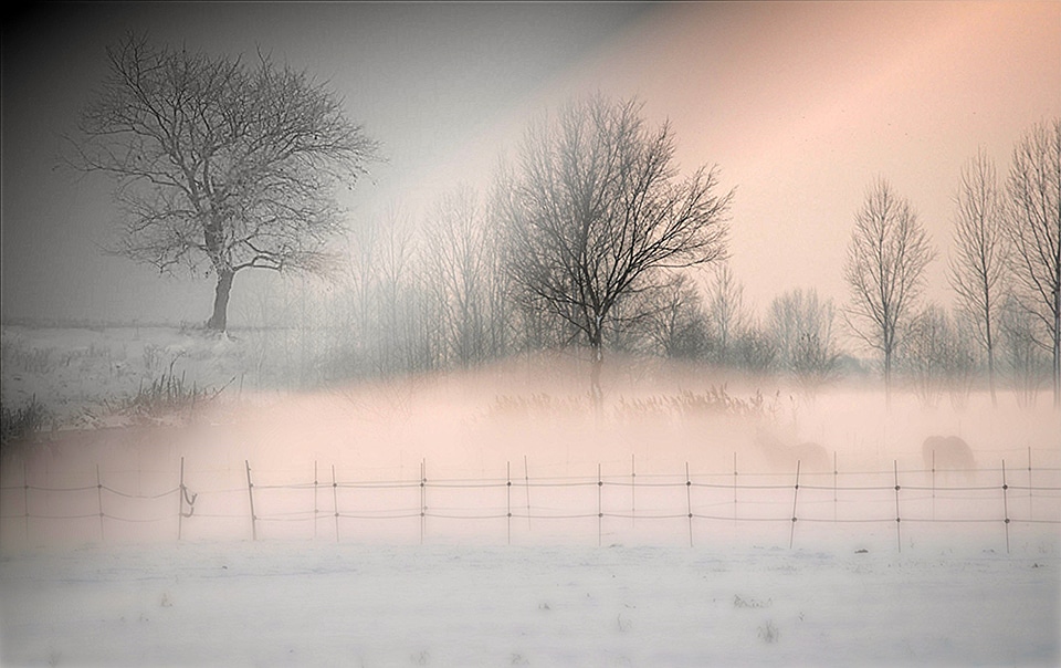 Trees in the snowy mist