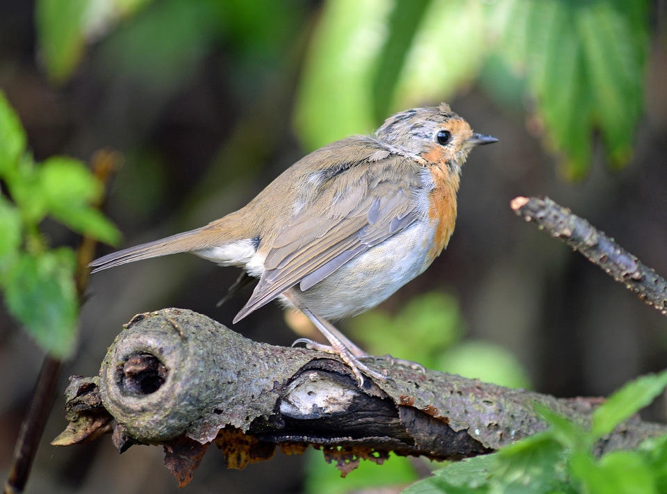 European Robin on a branch