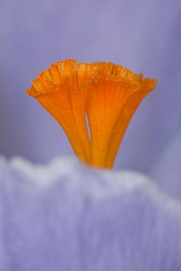 Violet flower macro