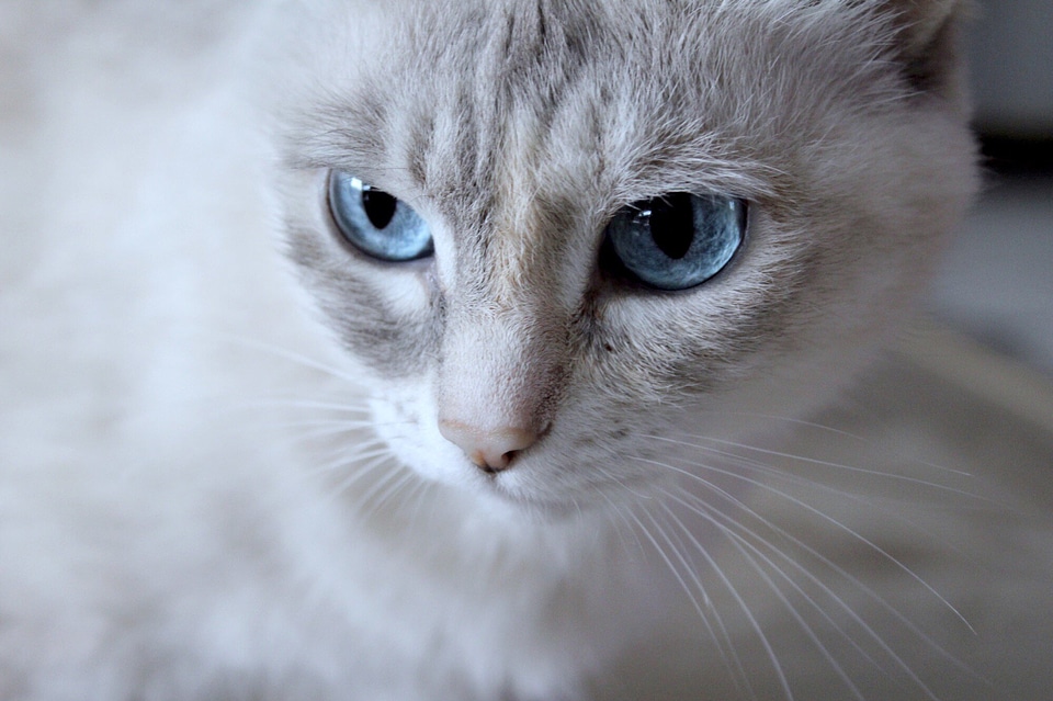 White Cat Flash with blue eyes