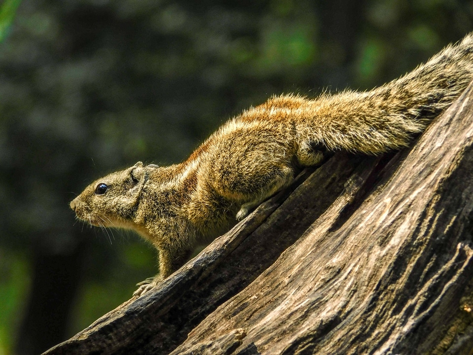 Squirrel looking up