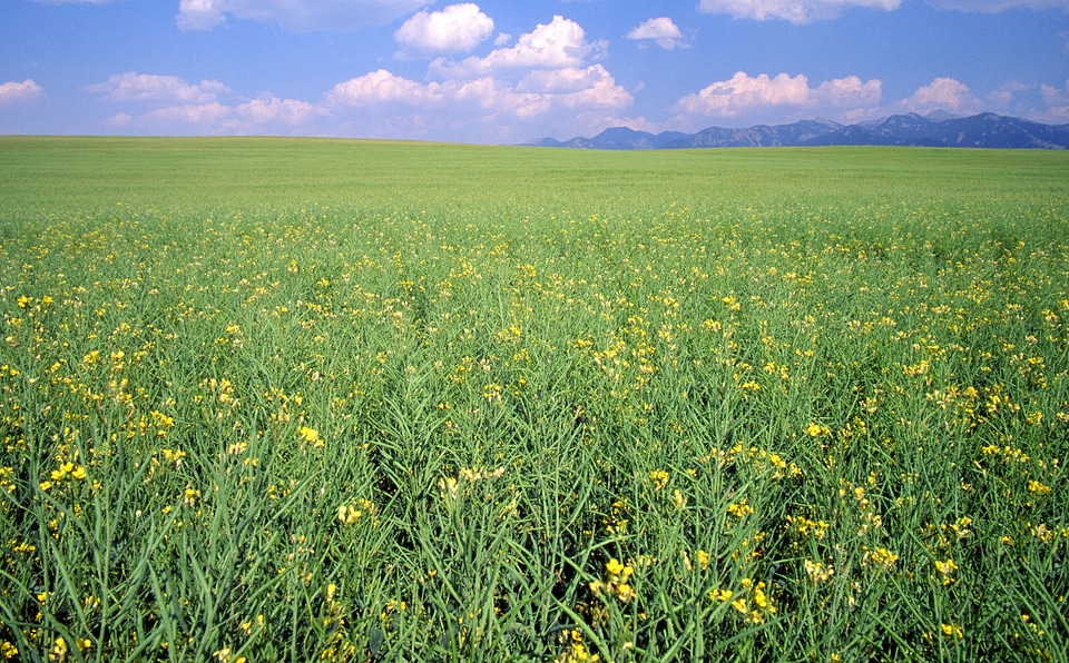 Crops and Farm with mountains in the background in Montana