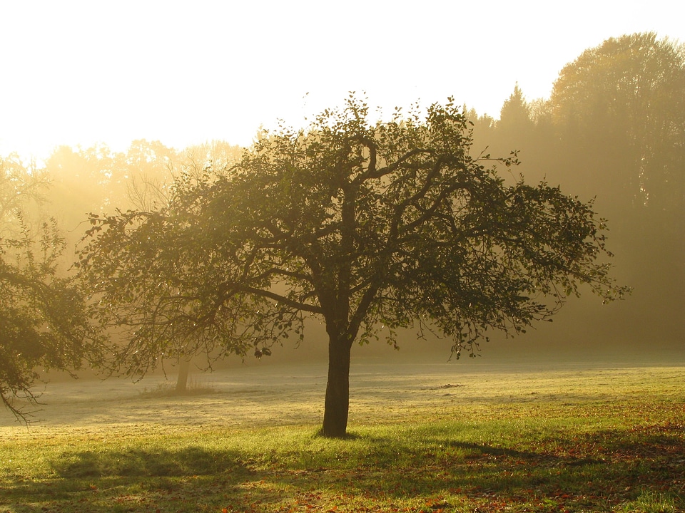 Meadow morgenstimmung haze