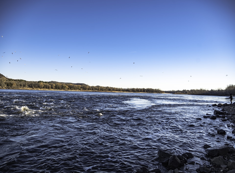 Seagulls in the air above the Wisconsin River
