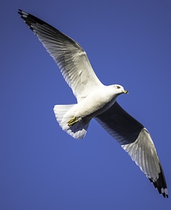 Close-up seagull in flight full wingspan photo