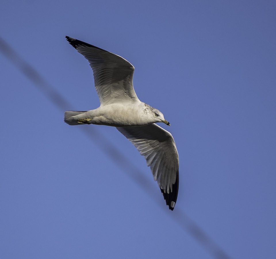 Seagull in flight with wings spread