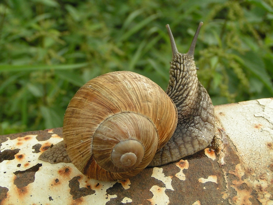 Spiral gastropoda mollusc
