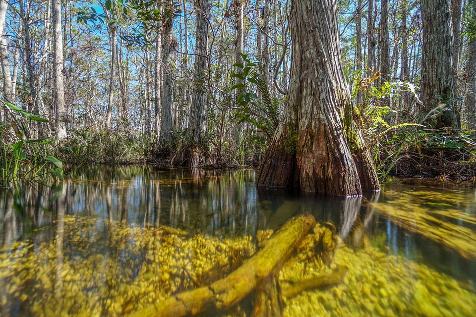 Big Cypress Mangrove Swamp