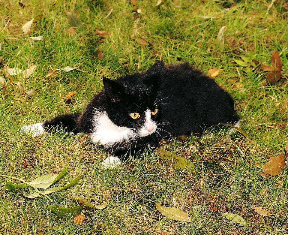 Domestic cat felidae black and white