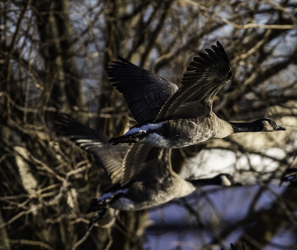 Two Geese in Flight