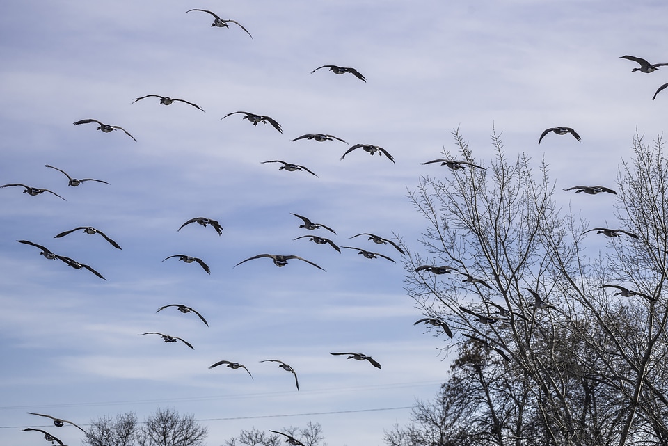 Group of Geese in flight