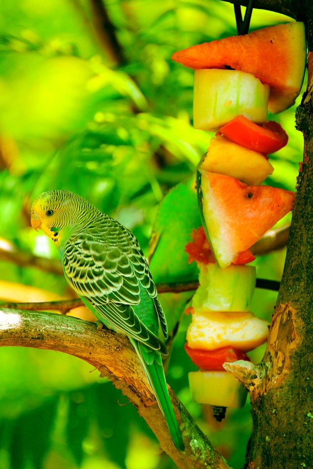 Pet small wildlife