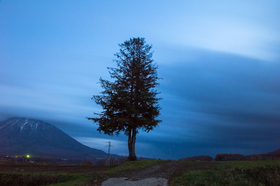 Tree in middle of landscape