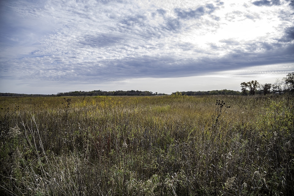 Grasses and Trees landscape under cloudy skies in Southern Wisconsin