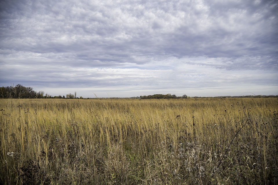 Prairie Landscape at Faville Grove