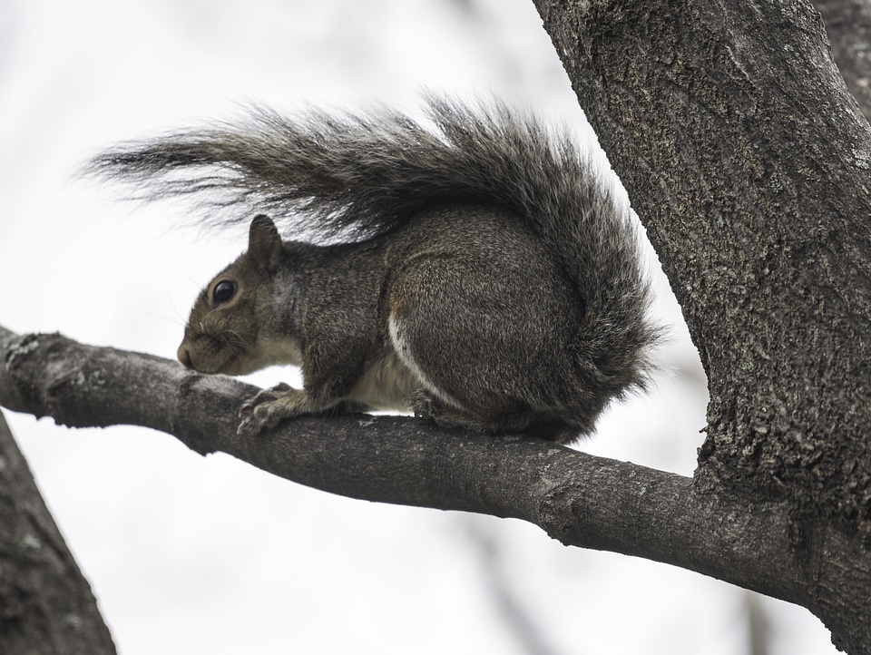 Squirrel Sitting on Tree Branch