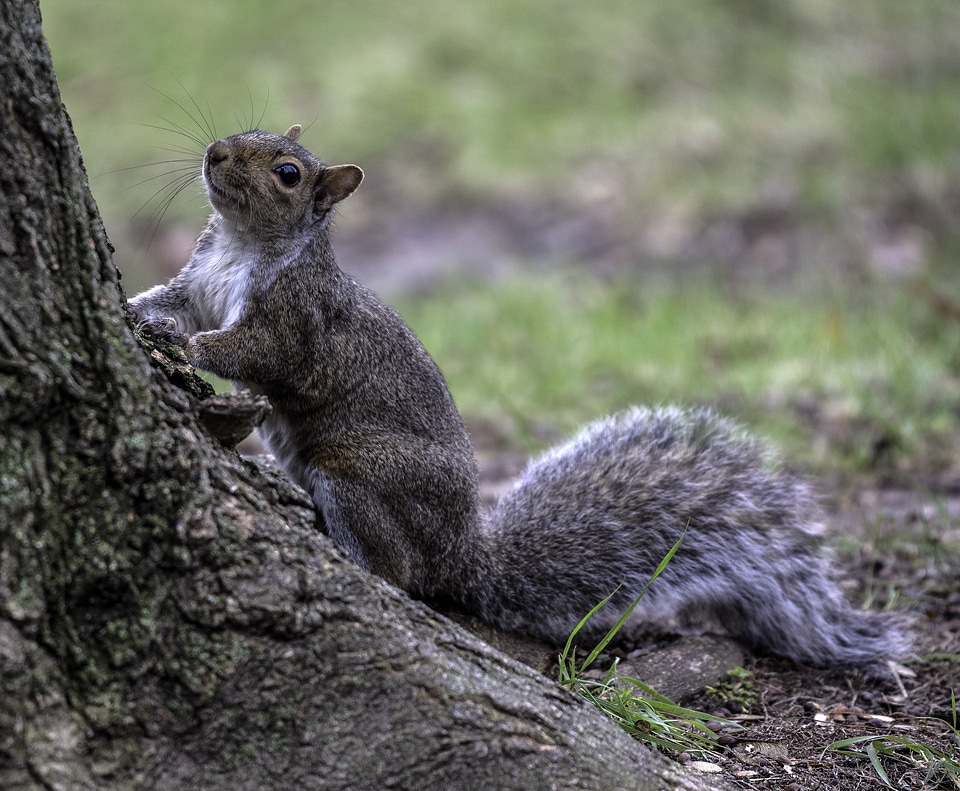 Squirrel Looking up at the tree
