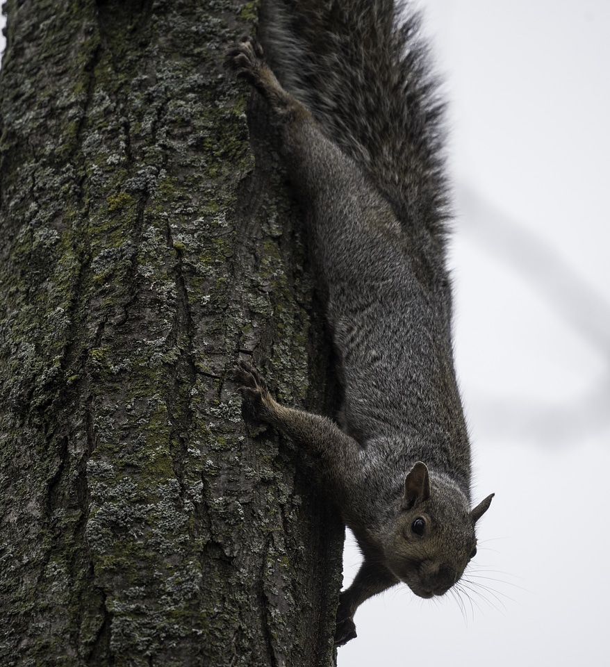 Squirrel clinging upside down on a tree