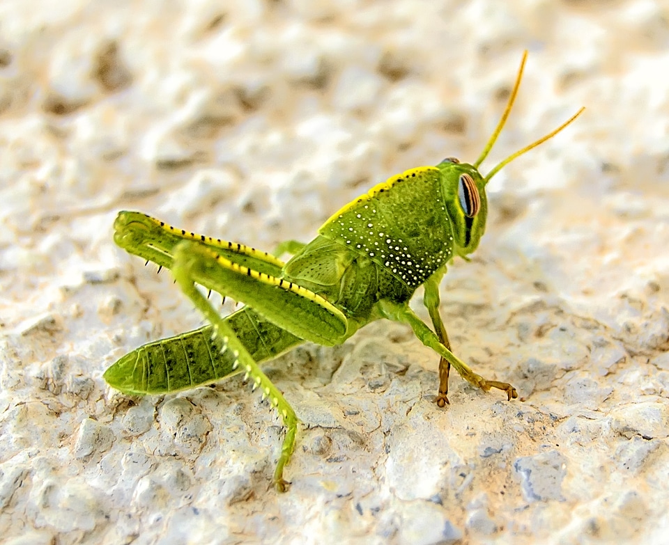 Green Grasshopper on the ground Macro