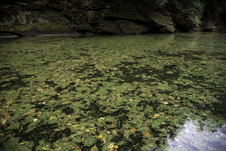 Green plants and Algae in the water at Wisconsin Dells