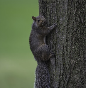 Squirrel Clinging onto the side of a tree photo