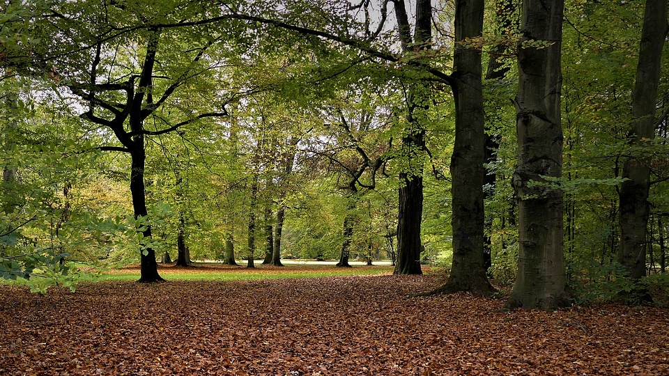 Forest and Leaves on the Ground photo