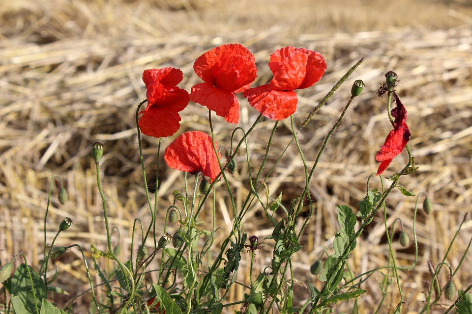Country flowers nature
