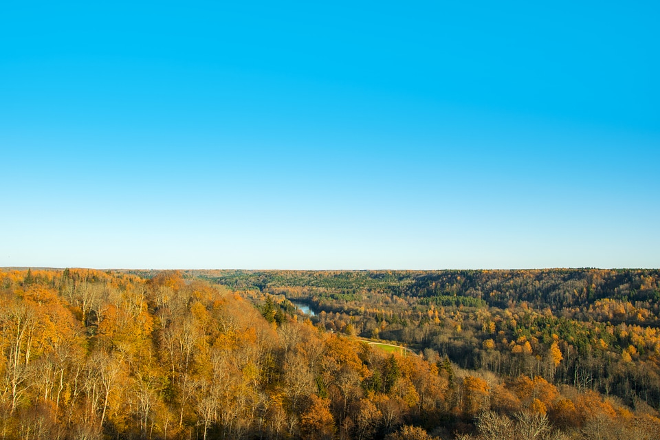 Landscape with forest and trees with river