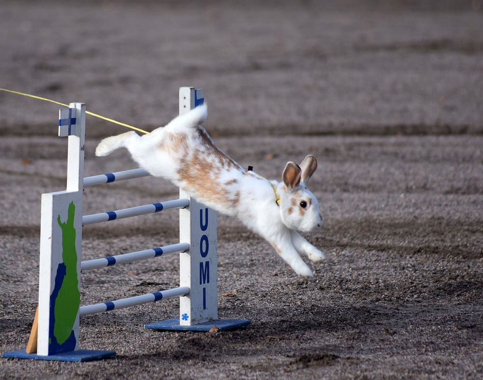 Rabbit jumped over the obstacle