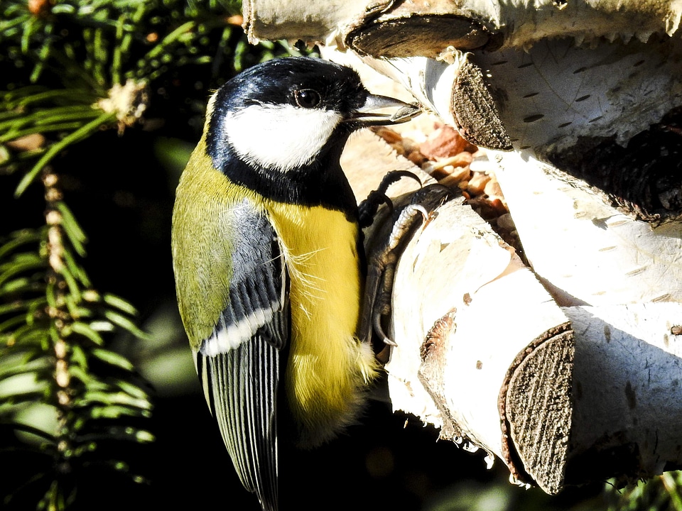Garden Songbird - tit close-up